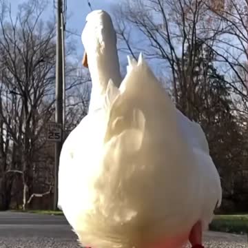 Pet duck gets new shoes