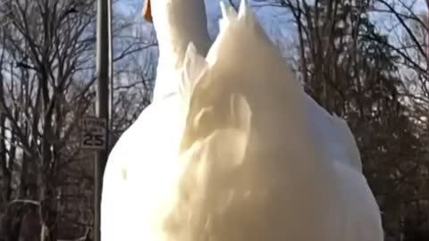 Pet duck gets new shoes