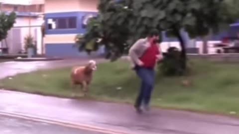 Animal Moments Goat-27