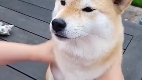 Funniest animals- Best funny animal videos