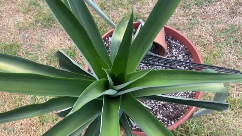 How I forced my pineapple plant to flower