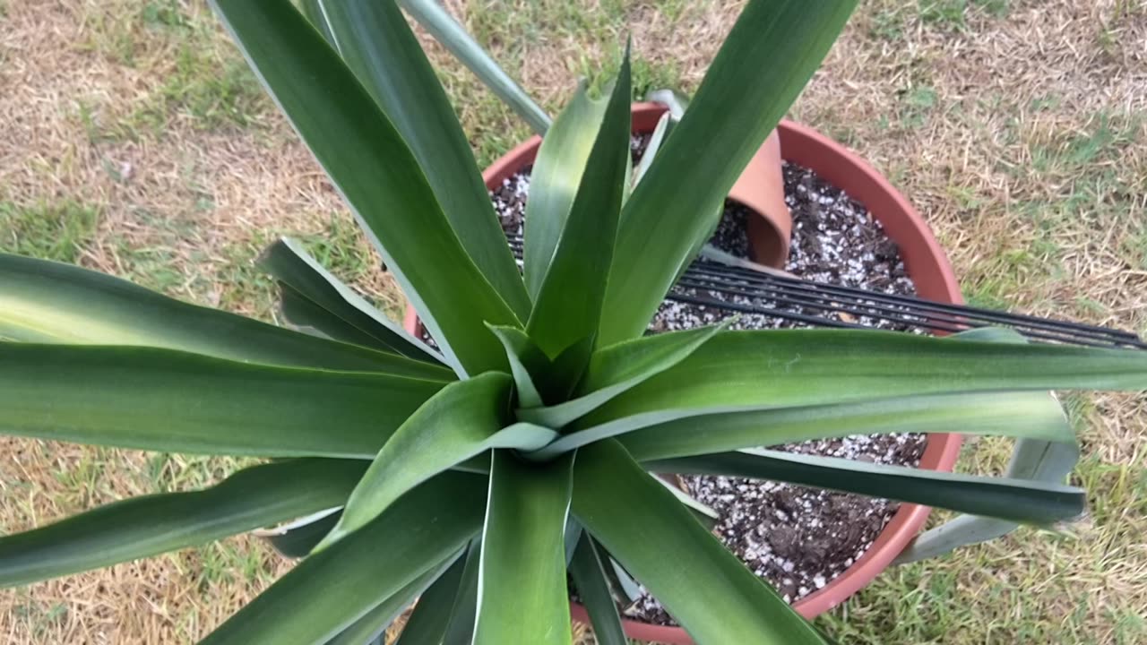 How I forced my pineapple plant to flower