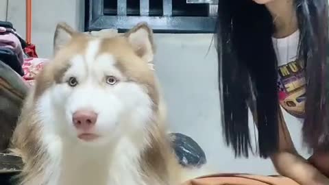 Dog with girl . (follow me)