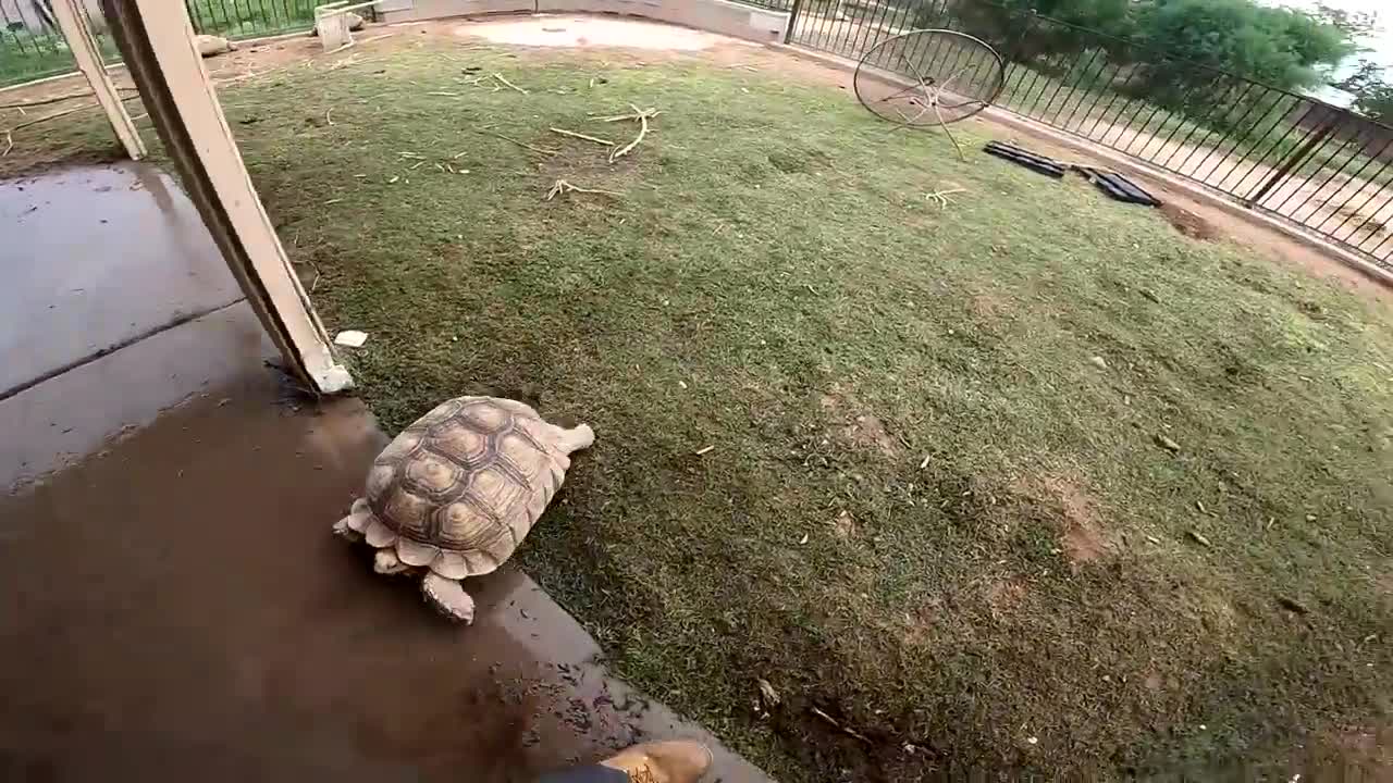 Baby Tortoises Hatching Out of the Ground-3