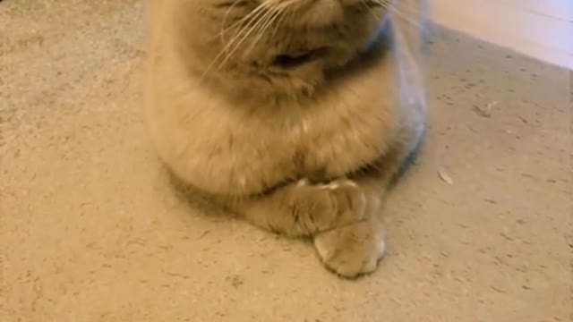 Best cat video funny 2022