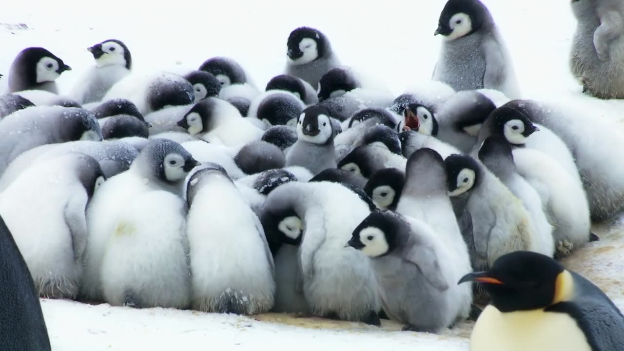 Cute Penguin Chick is embarrassingly big for his pouch - Kate Winslet