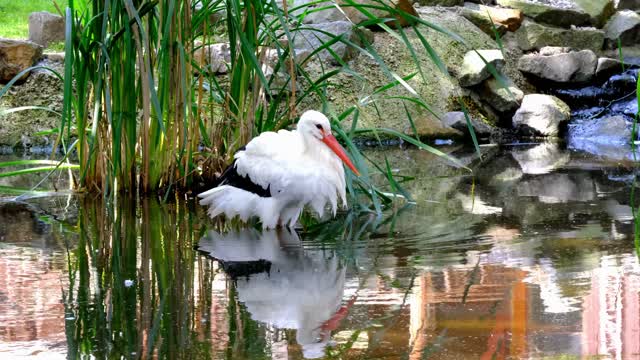 Stork White Bird Animal Plumage Water