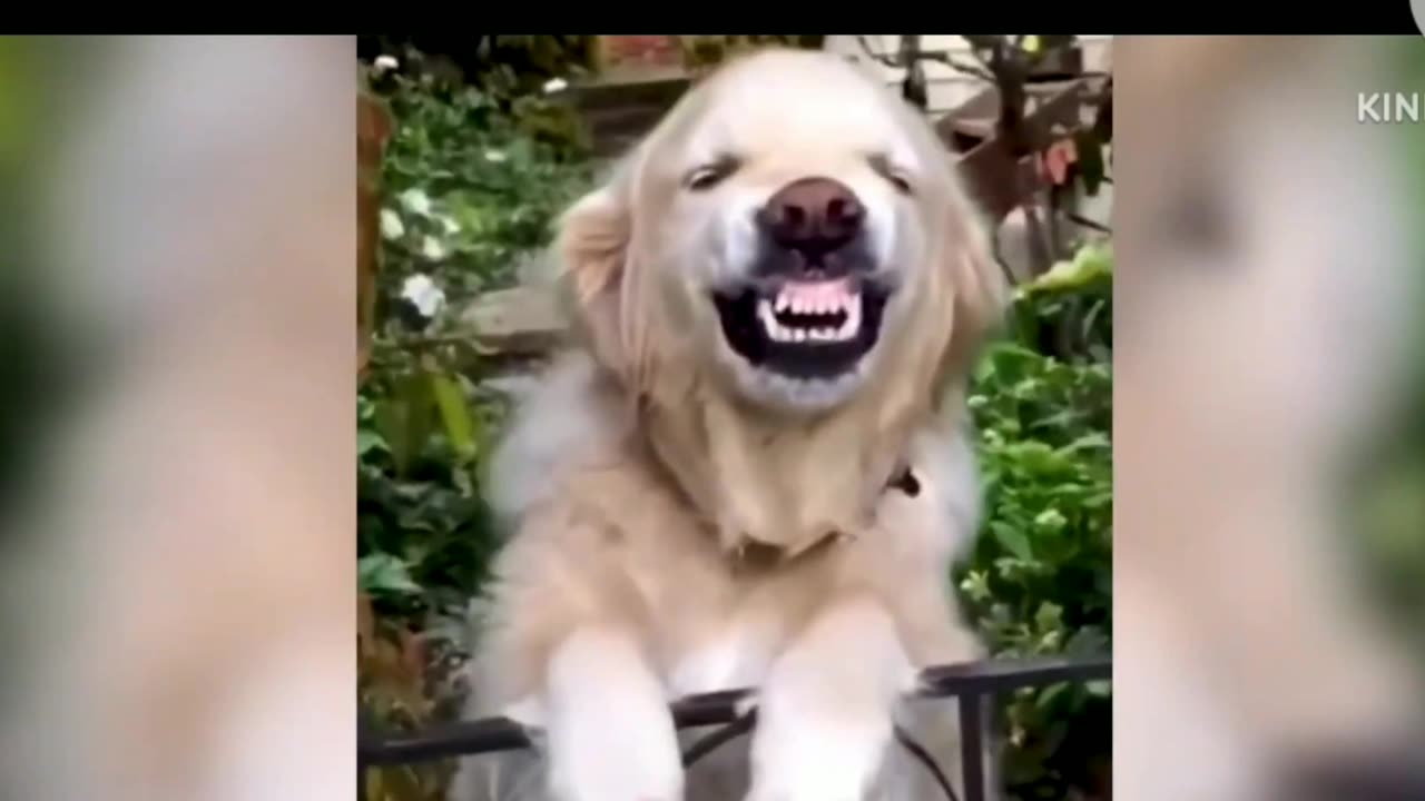 Funny animals