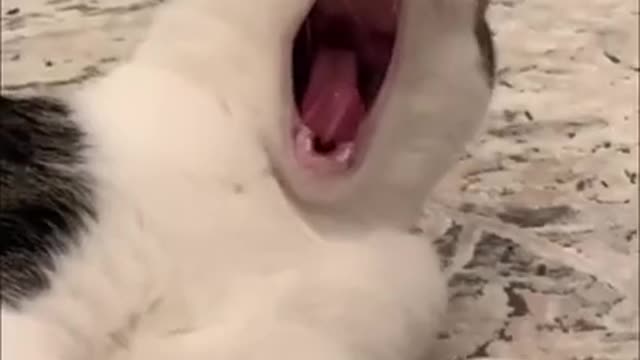 Funny Cats Video