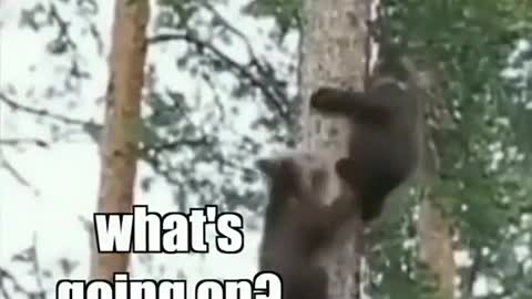 Fearless Bears