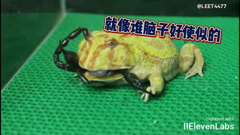 Animal World Funny English Voiceover Horned Frog I hate it when people call me 'toad.