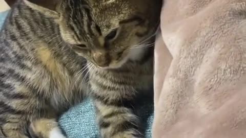 Love my cat🥰🥰