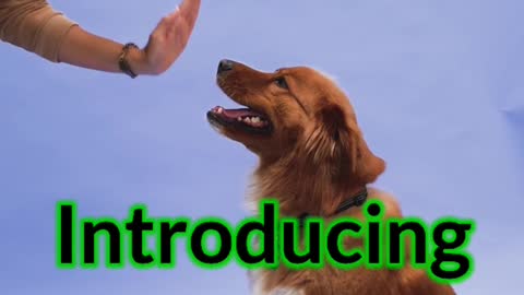 DOG TRAINING TOOLS