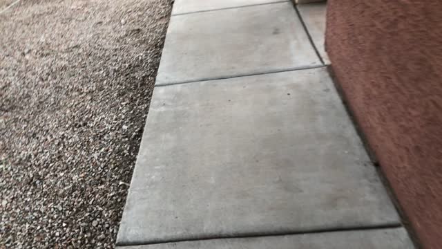 Three Bobcat Kittens Stroll Through Driveway