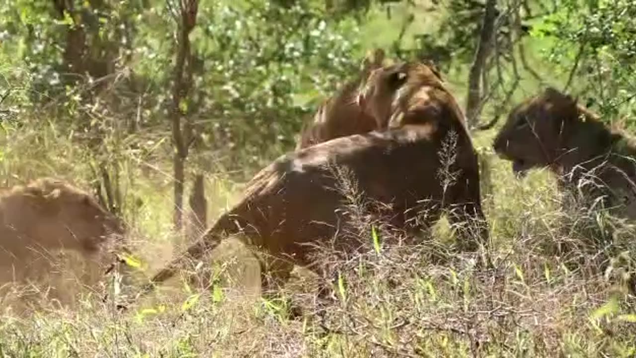 Epic battle between lionesses | loin vs loin🔥🔥💯💯