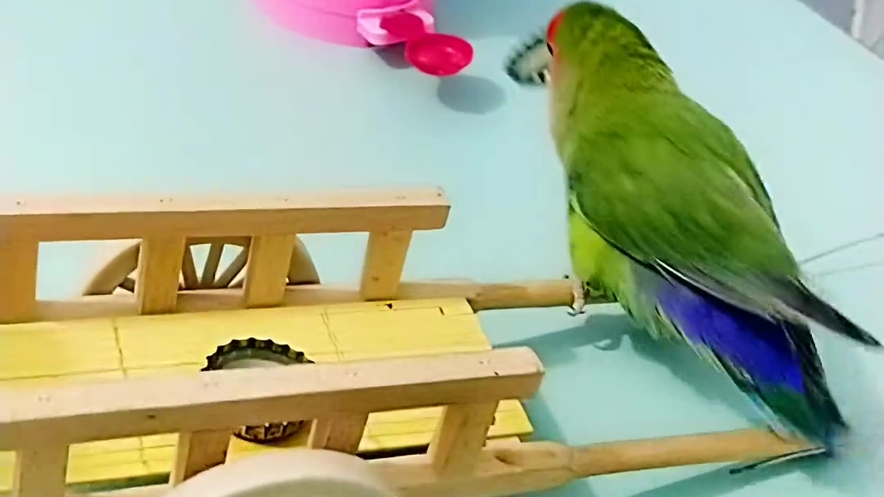 Here is your dream parrot ||parrot video