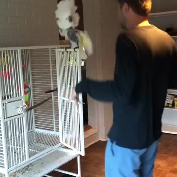 COCKATOO THE PROFESIONAL DANCER.mp4