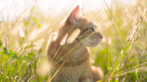 Cat enjoying the Sun