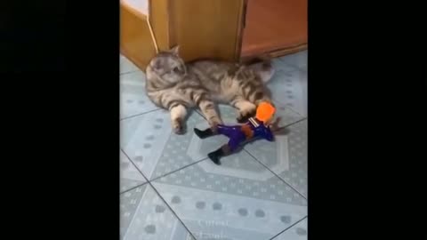 Cat 🐈😻 funny and playing video 📹