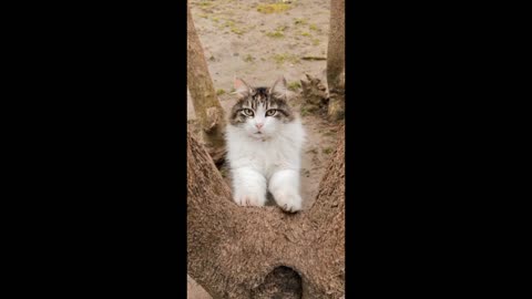 Cute and Funny Cat Videos Compilation #1