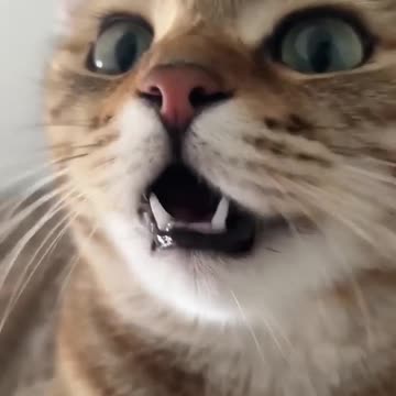 Kitten meowing to attract cats