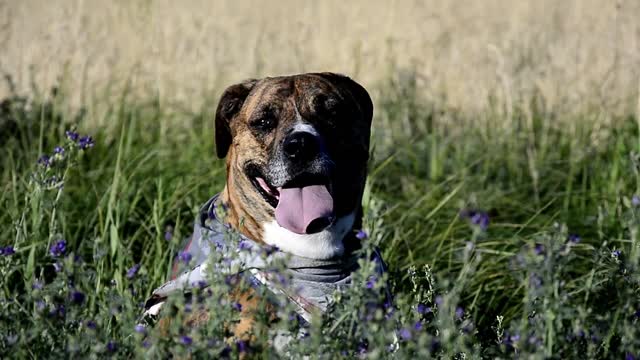 A dog hiding in the dog's grass seems to need sleep