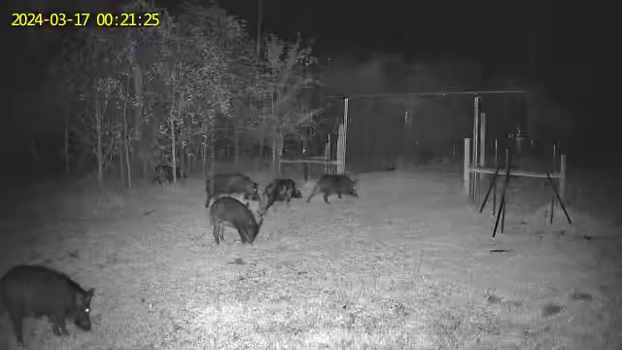 Pigs March 17 2024 enter