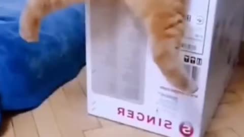 My cat funny moments 😁😁😁