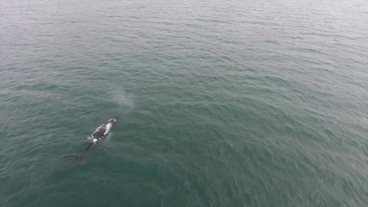 PREMIUM WHALE WATCHING REYKJAVÍK ICELAND