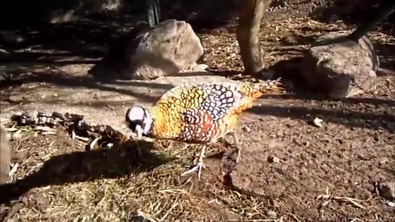 Most famous in funny birds
