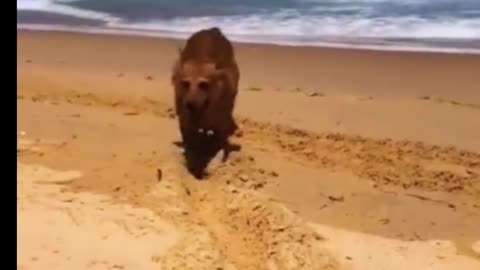 Funny dogs