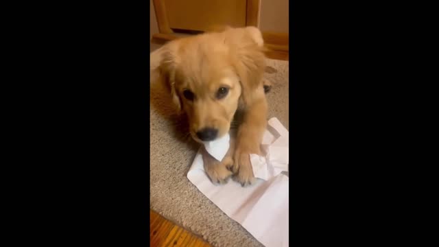 Golden retriever puppy play