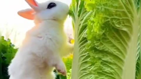 Little rabbit eats Chinese cabbage again