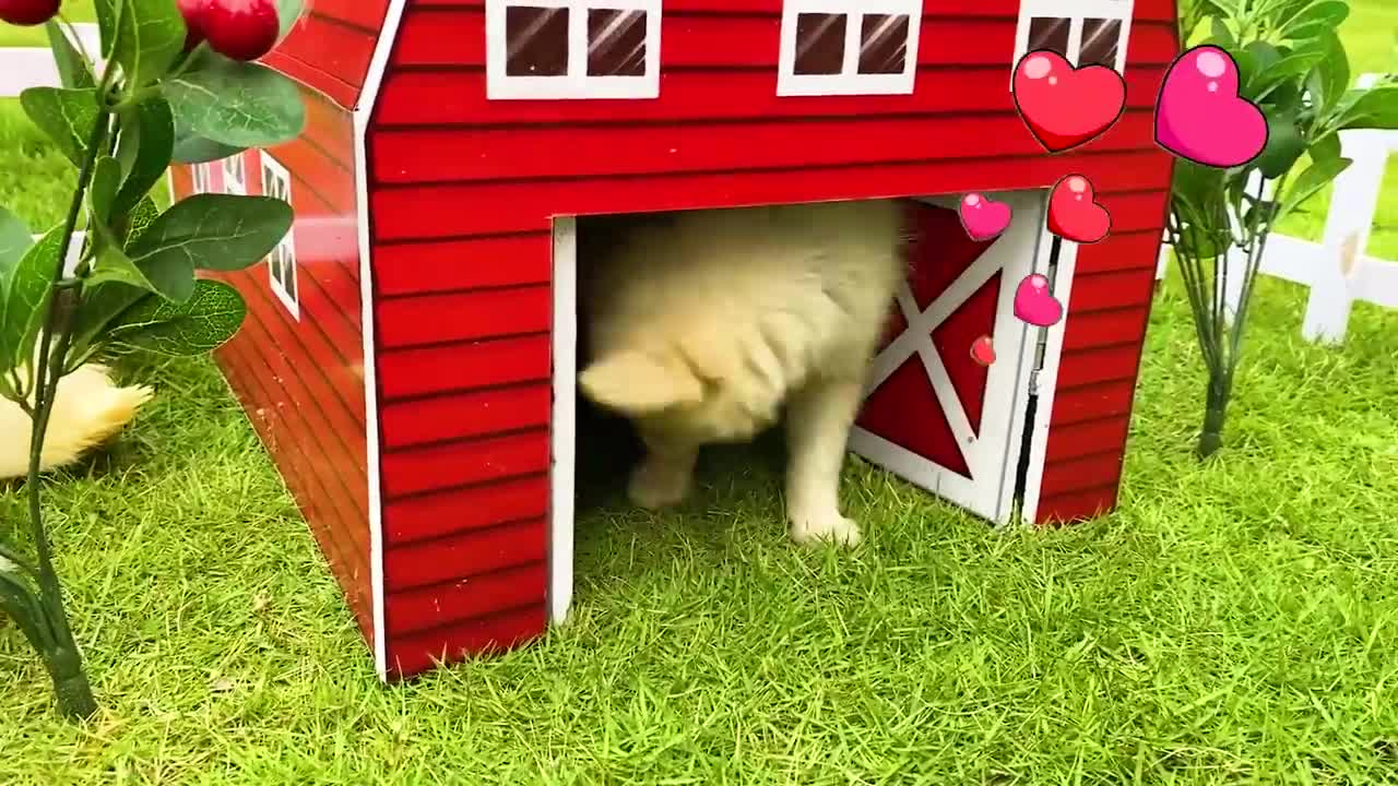 Animals Baby monkey harvests fruit and plays with his friends on the farm