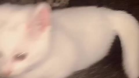 Little kitten loves to play