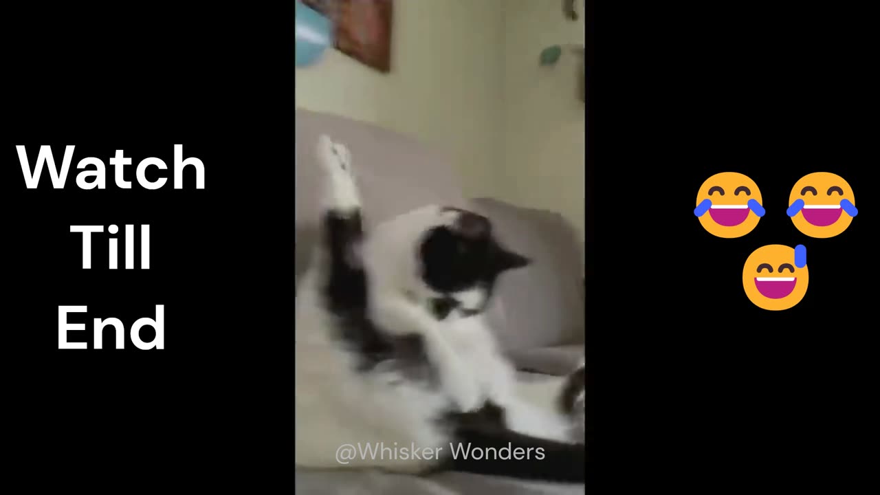 The Silliest Cats on the Planet: Funny Cat Videos to Make You Smile