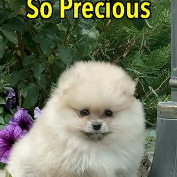 𝐂𝐮𝐭𝐞 𝐀𝐝𝐨𝐫𝐚𝐛𝐥𝐞 𝐏𝐨𝐦𝐞𝐫𝐚𝐧𝐢𝐚𝐧 𝐏𝐮𝐩𝐩𝐲 😍 | 𝘍𝘶𝘯𝘯𝘺 𝘢𝘯𝘥 𝘊𝘶𝘵𝘦 𝘗𝘰𝘮𝘦𝘳𝘢𝘯𝘪𝘢𝘯 𝘝𝘪𝘥𝘦𝘰 ❤️