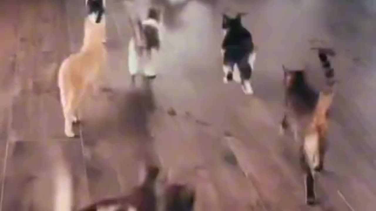 #Petsies 🥋🥋