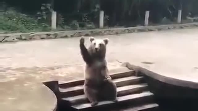 A funny bear asks visitors to the park to throw food