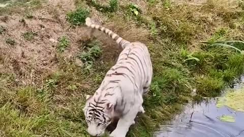 سبحان الله وبحمده عدد خلقه و رضاء نفسه وزنة