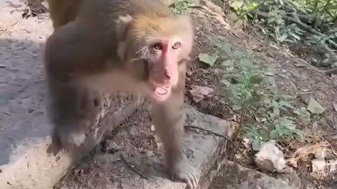 Monkey Pet Lovely And Love