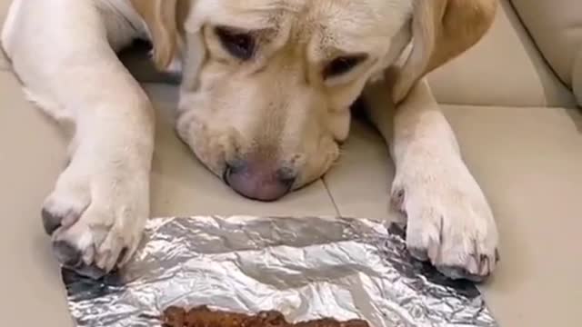 Smart dog enjoying chebab