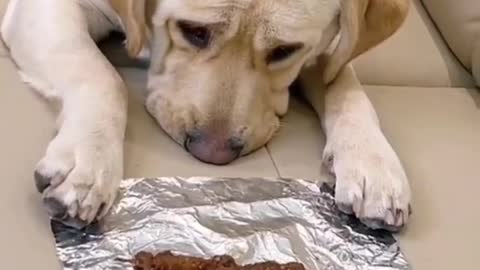 Smart dog enjoying chebab