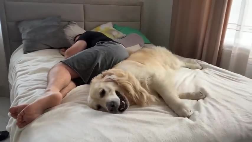 How it is to be the Owner of a Golden Retriever [Try Not To Laugh]