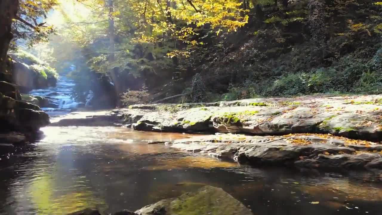 Enchanting Autumn Forests with Beautiful Piano Music