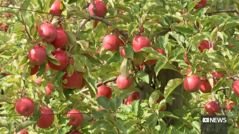 Door opens for US to send apples to Australia | ABC News