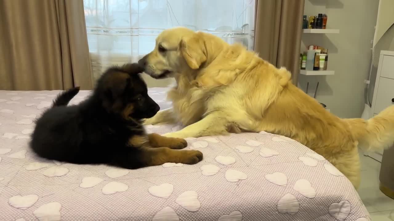 First Steps to Friendship Between a Golden Retriever and German Shepherd Puppy