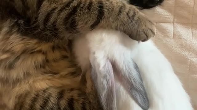 pets sleeping underneath the bed sheets.