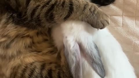 pets sleeping underneath the bed sheets.