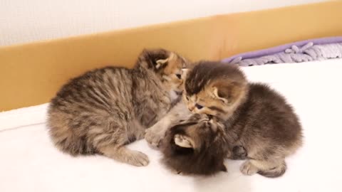 A kitten that learns to bite will attack a cute kitten!